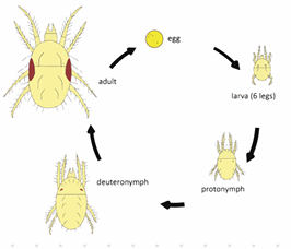 <p><strong>Acarus siro var. suis</strong></p><p>Order: sarcoptiformer</p><p>Family: acaridae</p><p>flour mite.</p><p>Oviparous, egg → 2 nymph stages → adult</p>