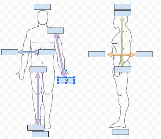 <p>What Directional term is covered by the Question Mark?</p>