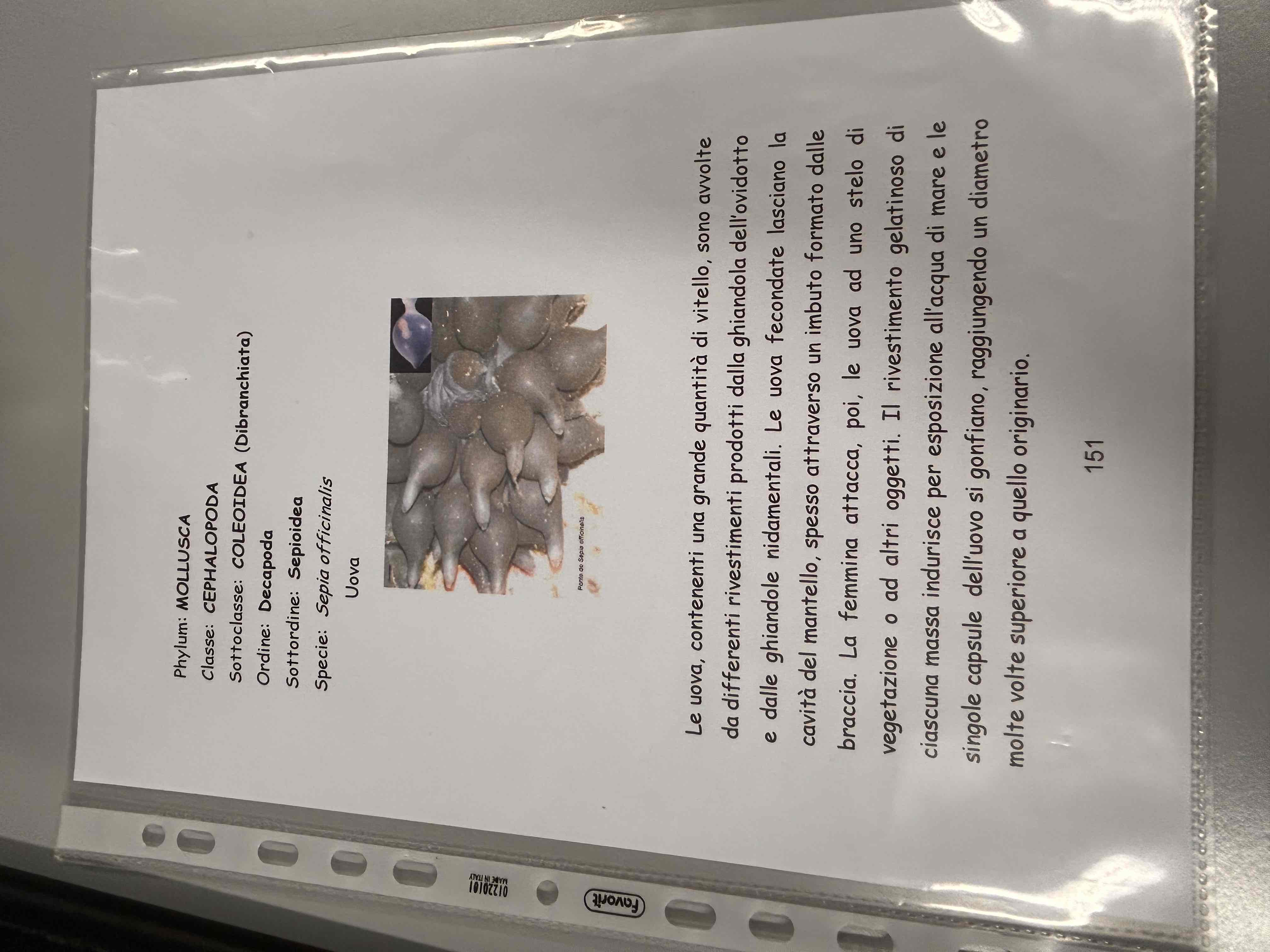 <p>Cefalopodi</p><p>Decapodi</p><p>Sepia officinali (uova)</p>