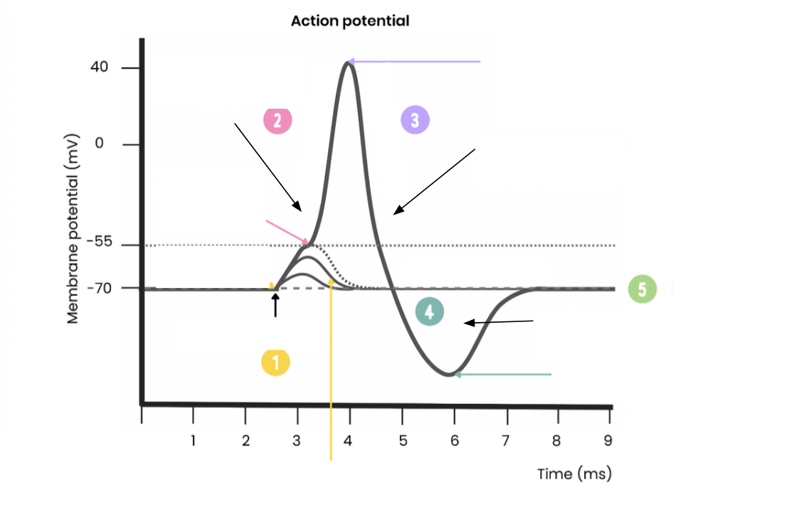 <p>Explain this graph of an action potential</p>
