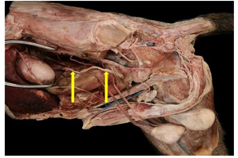 <p>Identify the structure indicated by the arrow.</p>