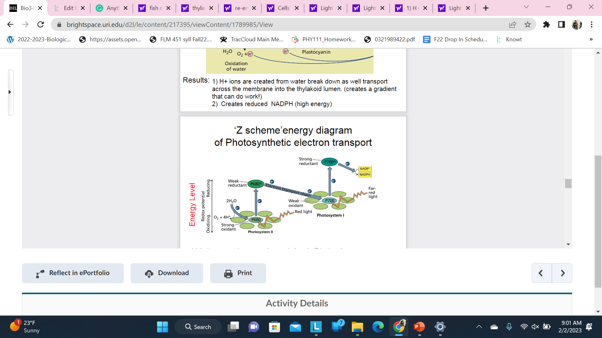 Light increases the energy but each ‘hand off’ in the electron transportchain looses some energy

\
After the second light entry the carriers are energized enough toreduce NADP+ to NADPH directl