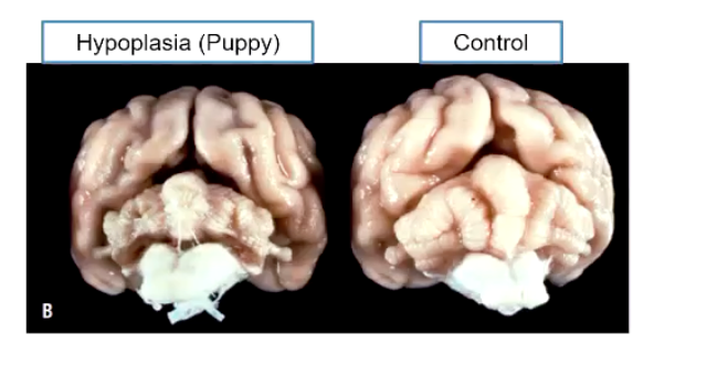 <p><strong>• Cerebellar hypoplasia</strong></p><ul><li><p>Uniform paucity of cerebellar tissue</p></li><li><p>Kittens: most common following in utero or perinatal infection w panleukopenia virus</p></li><li><p>Piglets: treated with an organophosphate insecticide during the second half of gestation (= cerebellar hypoplasia and hypomyelination).</p></li><li><p><strong>Clinical signs: </strong>cerebellar ataxia from birth or shortly thereafter that do not progress</p><ul><li><p>Wobbly cats!</p></li></ul></li></ul><p></p>