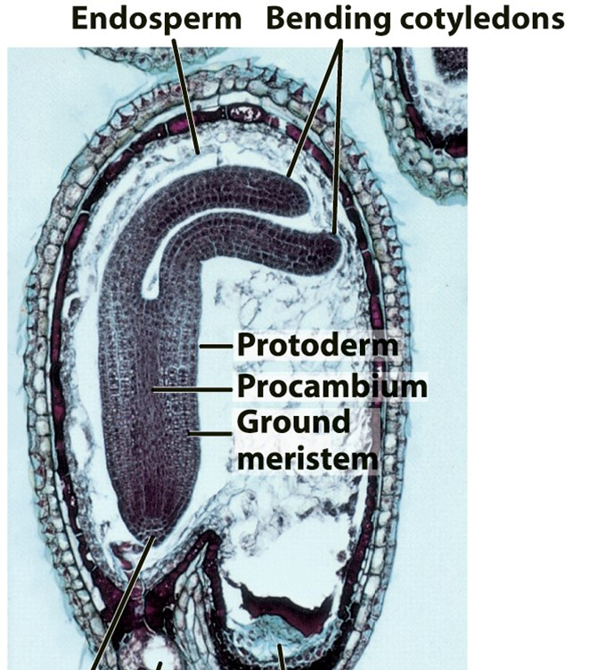 <p><strong><u>immature embryo (photo attached):</u></strong></p><p>1) endosperm is not completely digested</p><p>2) the embryo does not completely fill up the seed</p><p><strong><u>mature embryo:</u></strong></p><p>1) endosperm is completely digested</p><p>2) the embryo fills up the seed</p>