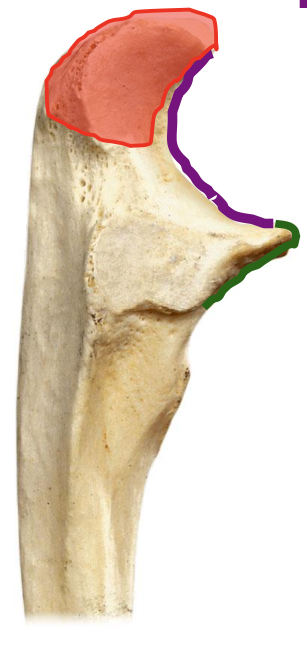 <p>Olecranon process of the ulna</p>