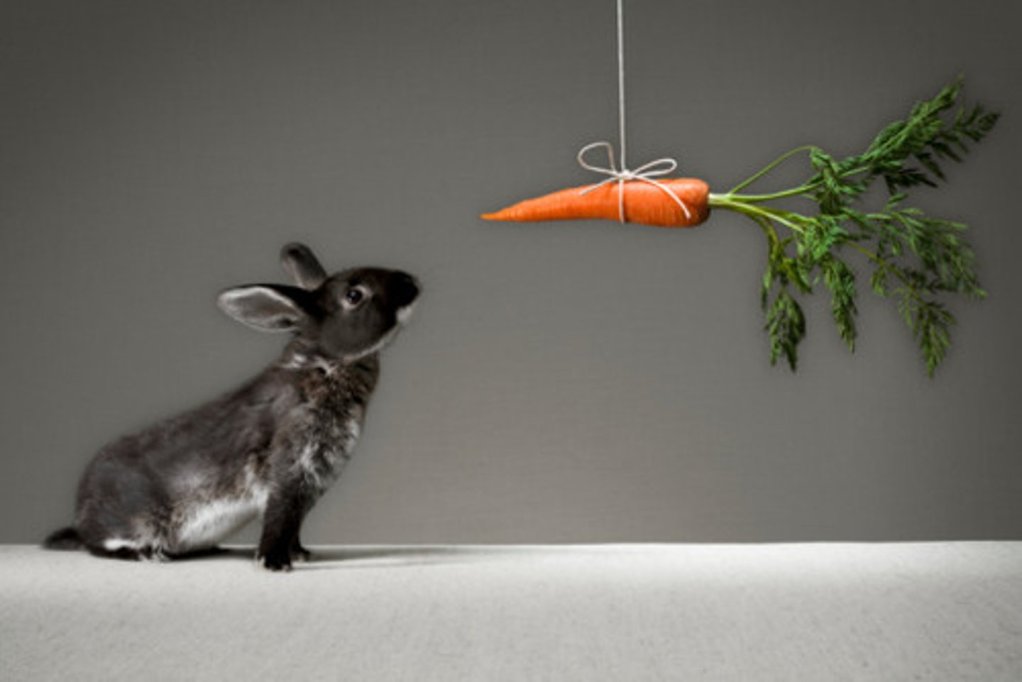 <p>a positive or negative environmental stimulus that motivates behavior</p>