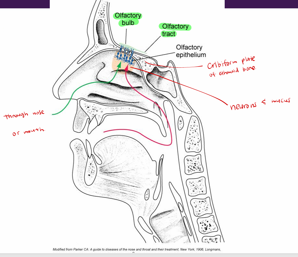 <p>Action potential travels via <strong>unmyelinated fiber</strong> (<strong>CN I</strong>) (<strong>olfactory </strong>nerve)</p><p>primary afferent fiber is <strong>group IV</strong> axon</p><p>passes in<strong> bundles</strong> through <strong>cribriform plate </strong><span>of the ethmoid bone and <strong>synapses on olfactory bulb</strong></span></p>