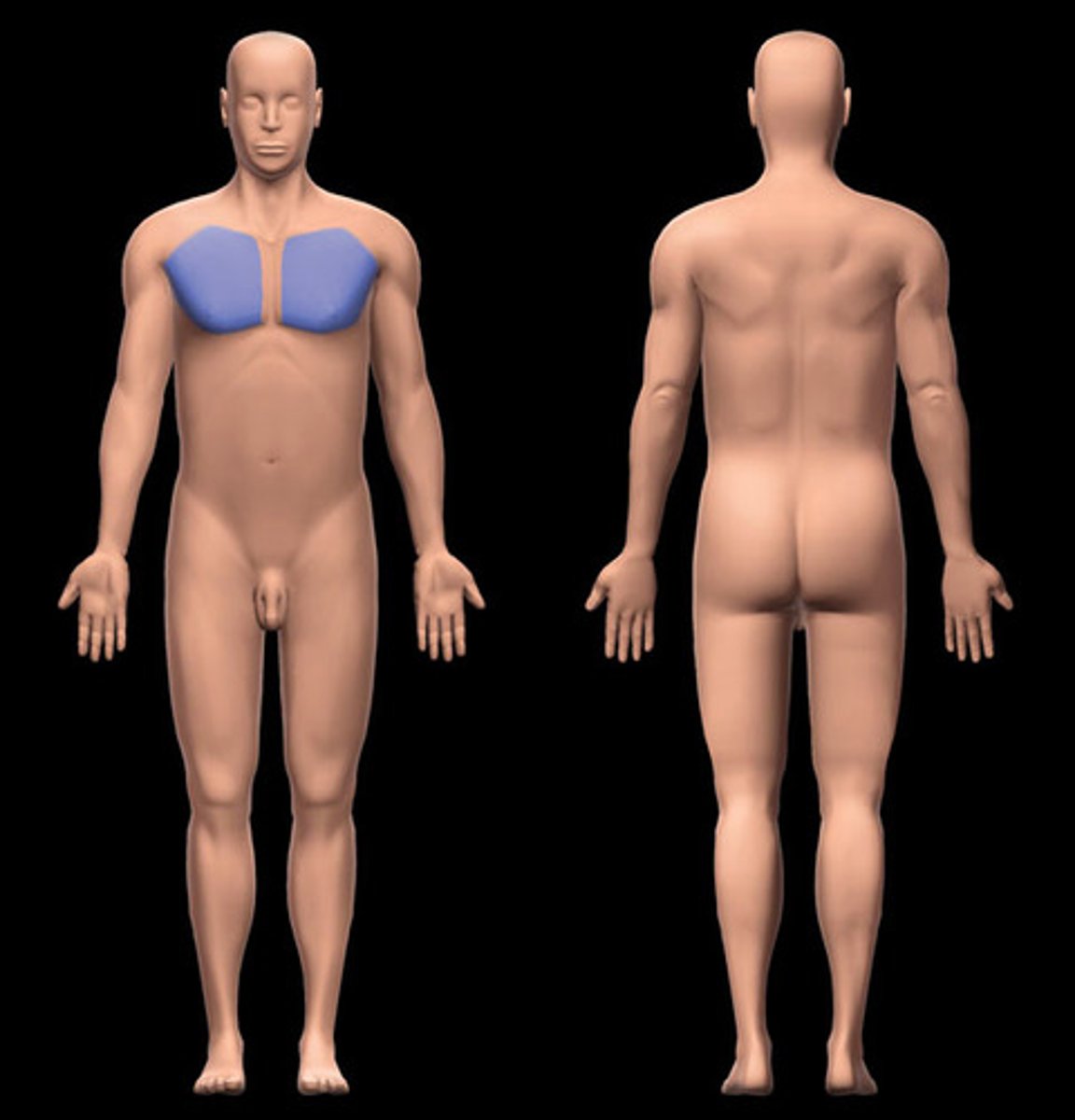 <p>the portion of the chest that contains the breasts</p>