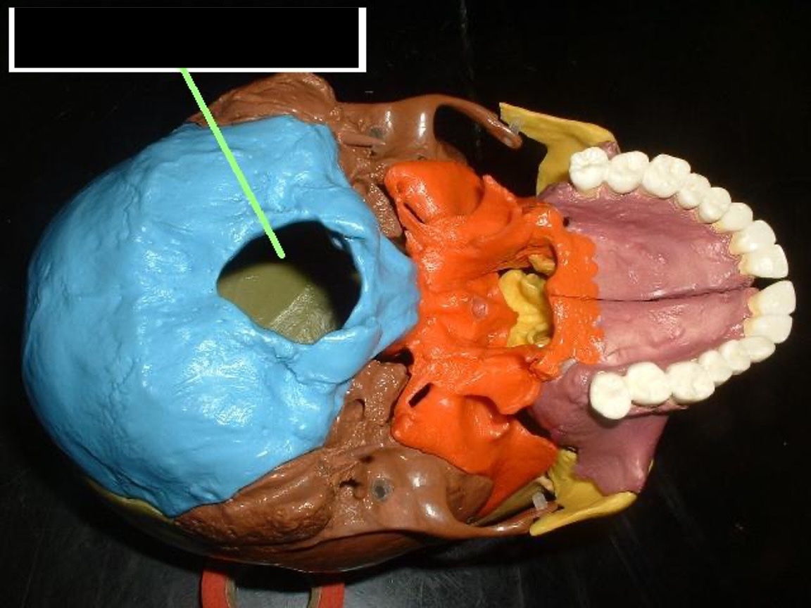 <p>a hole in the bottom of the occipital bone for the spinal cord.</p>