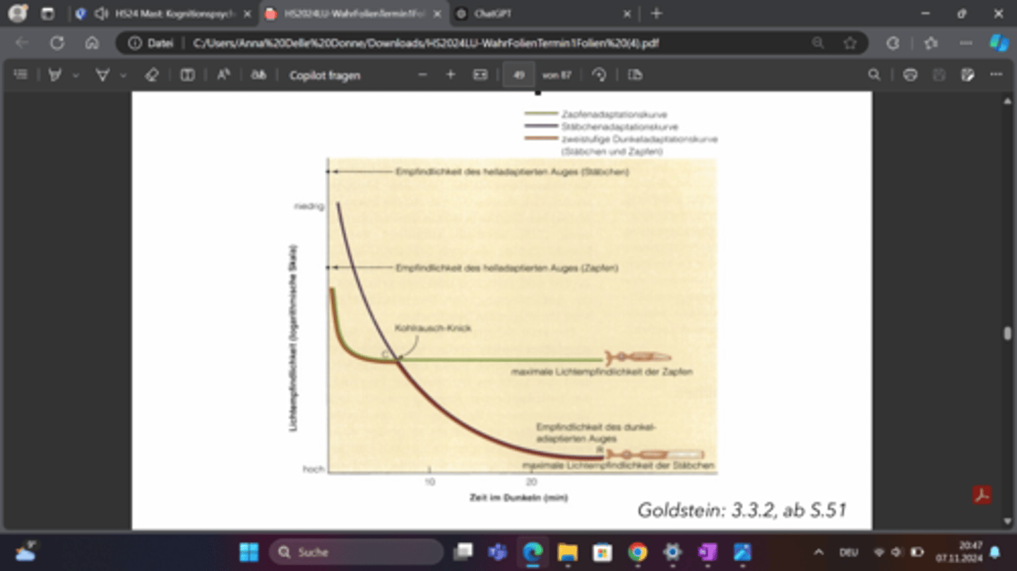 <p>Die Zapfen sind für das Sehen bei hellem Licht zuständig und passen sich relativ schnell an die Dunkelheit an, jedoch erreichen sie nur eine begrenzte Lichtempfindlichkeit.</p><p>Die Kurve zeigt, dass die Zapfen in den ersten Minuten in der Dunkelheit aktiv sind, ihre Empfindlichkeit aber bald ein Plateau erreicht, da sie weniger lichtempfindlich sind als die Stäbchen. Die Stäbchen sind für das Sehen bei schwachem Licht verantwortlich und passen sich langsamer an die Dunkelheit an, aber sie erreichen eine viel höhere Lichtempfindlichkeit.</p><p>Nach etwa 10 Minuten (der Kohlrausch-Knick) übernehmen die Stäbchen die Hauptrolle beim Sehen in der Dunkelheit, und ihre Lichtempfindlichkeit steigt weiter an.</p><p>Die Stäbchen adaptieren sich über etwa 20 bis 30 Minuten vollständig und ermöglichen so das Sehen in sehr dunklen Umgebungen.</p>