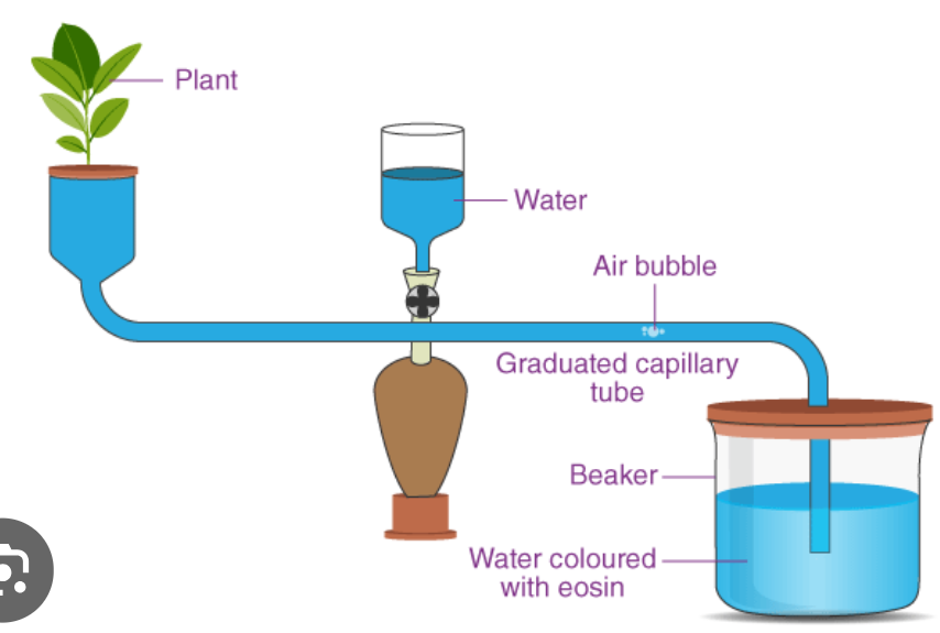 <p>Using a potometer</p>