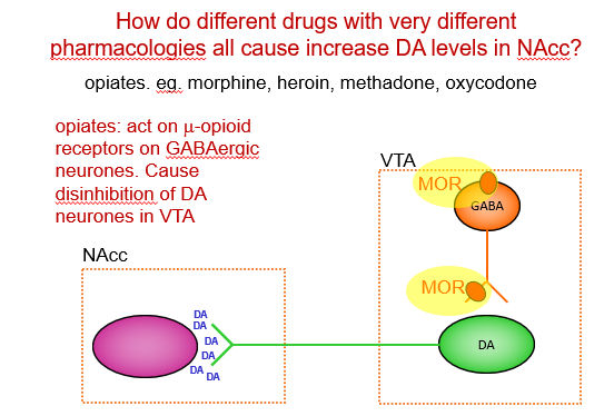 <p>Opioids act on MORs on GABA neurons in the VTA, causing disinhibition of dopamine neurons, which release more dopamine in the NAcc, leading to reward and reinforcement.</p>