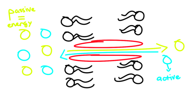 <ul><li><p>2 particles that move in <strong>opposite direction</strong></p><ul><li><p>1 particle moves passively</p><ul><li><p>Energy source</p></li></ul></li><li><p>Other particle moves actively</p></li></ul></li></ul><p></p>