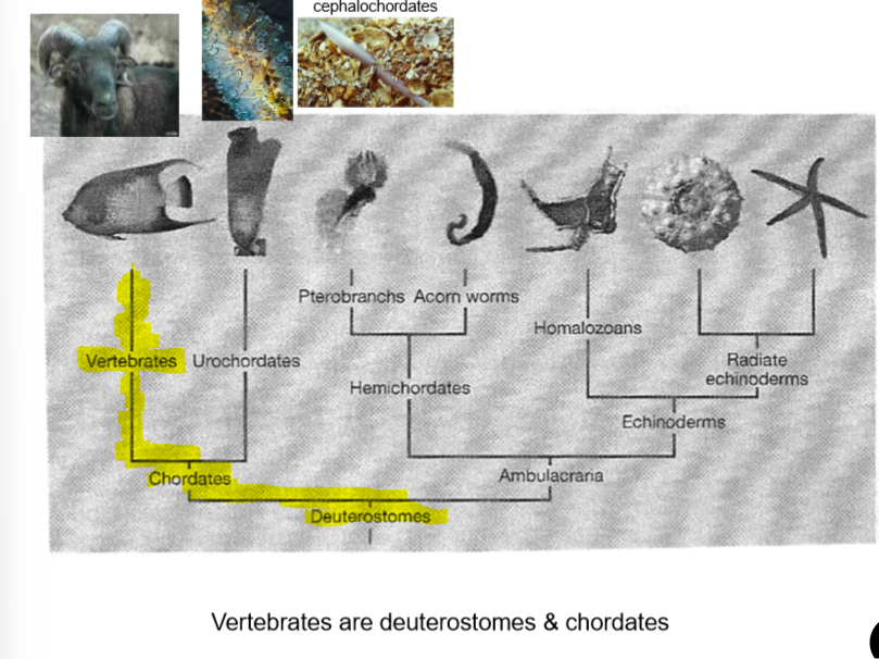 <ul><li><p>Vertebrates are in the phylum <strong>chordates</strong></p></li><li><p>Chordates also have sea squirts (urochordates) and cephalochordates</p><ul><li><p><strong>are both invertebrate chordates</strong></p></li></ul></li><li><p>Vertebrates closest relatives are the urochordates</p></li><li><p>Vertebrates are in the group <strong>deuterostomes</strong></p></li></ul>