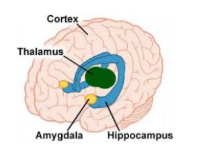 <p>Hippocampus &amp; amygdala</p>