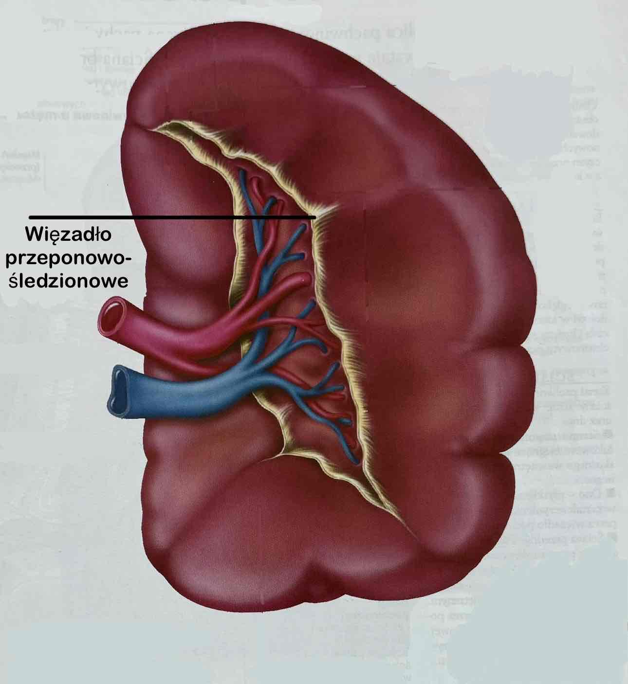 <p>Ligamentum phrenicolienale</p><p>Obejmuje ogon trzustki i naczynia śledzionowe</p>