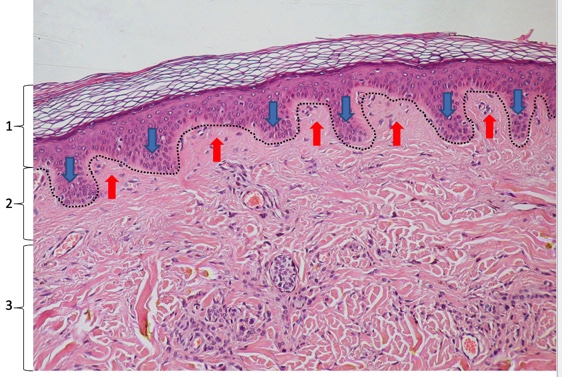 <p>name these skin layers then blue and red arrows</p>