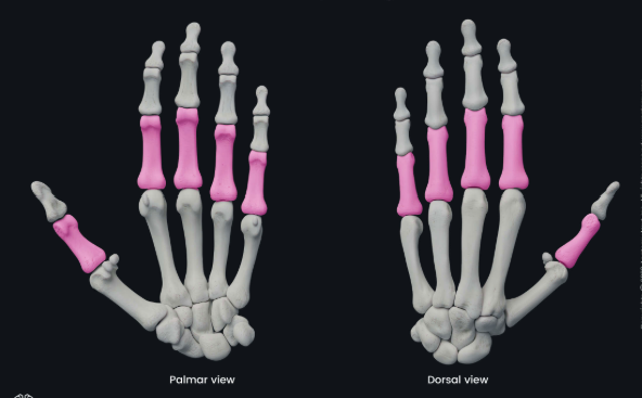 <p>Articulate with metacarpals, allow movement</p>