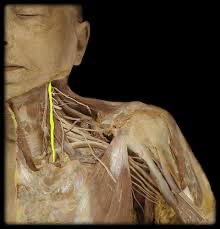 <p><span>Name this structure</span></p>