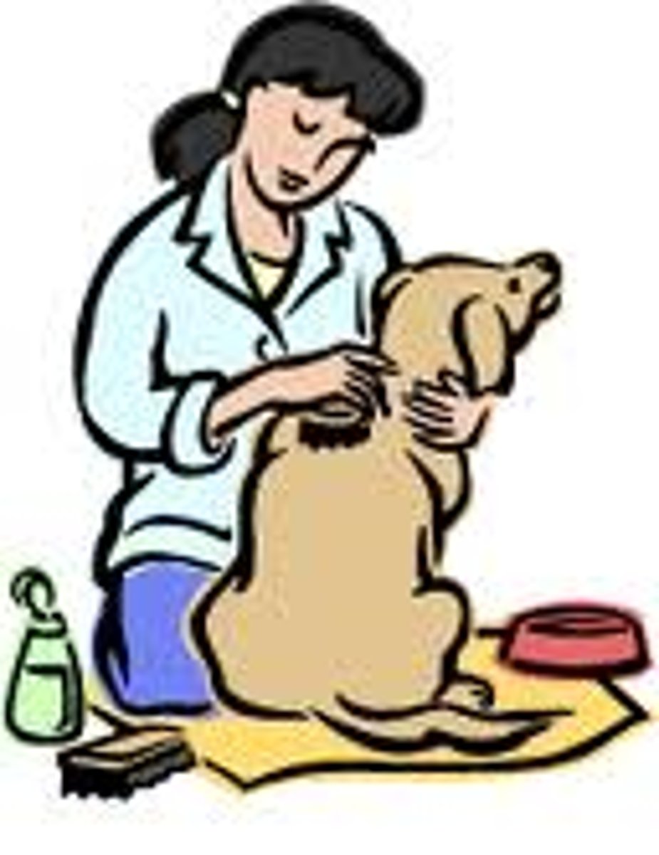 <p>to take care of/ look after</p>