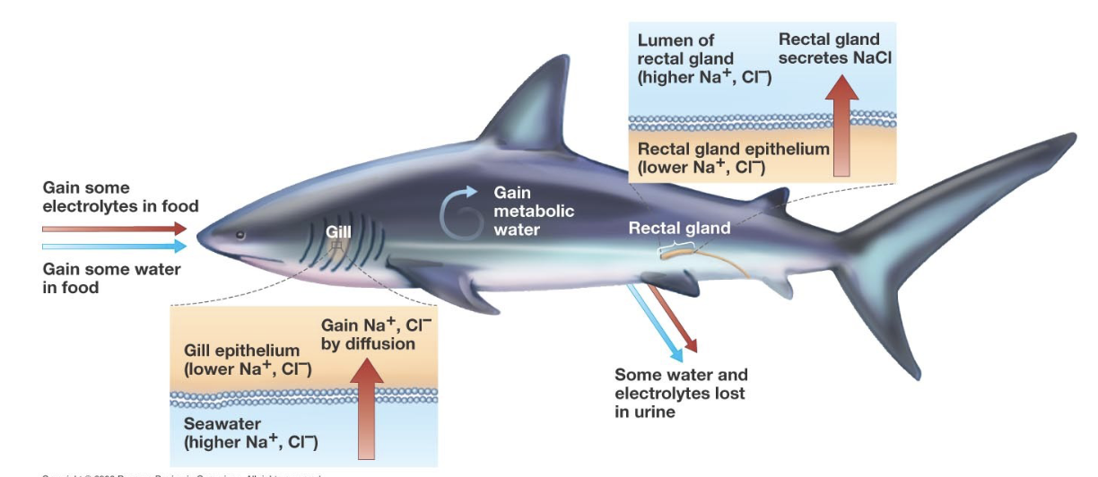 <ul><li><p>Isoosmotic to seawater, but concentrations of Na+, K+, Cl- all less than seawater, difference is made up by urea</p></li><li><p>Still must deal with inward diffusion of Na+, K+, Cl- through gills, rectal gland secretes a highly concentrated salt solution</p></li></ul><p></p>