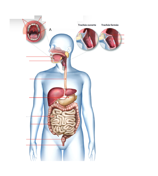 <p>À quel organe du tube digestif correspond la lettre A ?À quel organe du tube digestif correspond la lettre A ?</p>