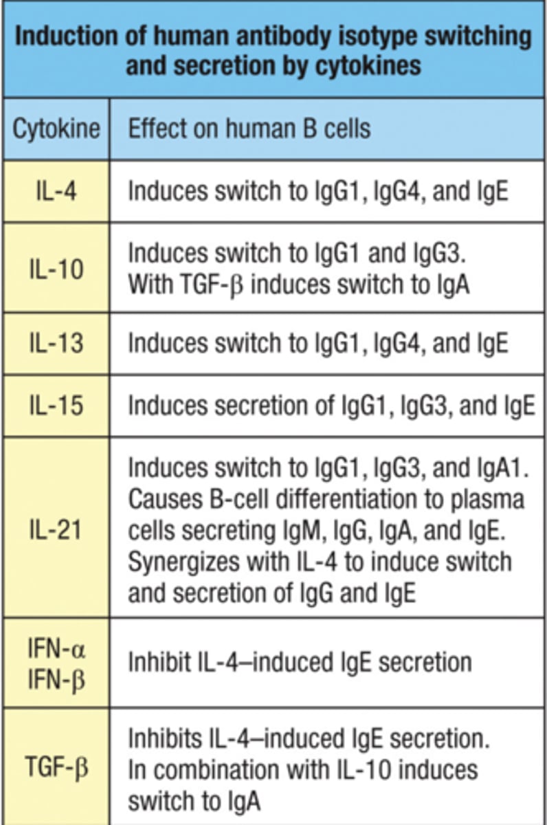 <p>TFH cell</p>