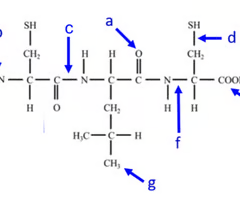 <p>where is the peptide bond located?</p>