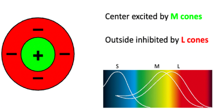 <ul><li><p>Have one kind of connection in the middle and a different on the outside</p><ul><li><p>Inhibitory on outside</p></li><li><p>Excitatory on inside</p></li></ul></li></ul><p></p>