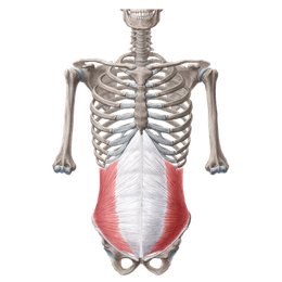 <p>tussen rectus abdomens en obliquus externen</p>