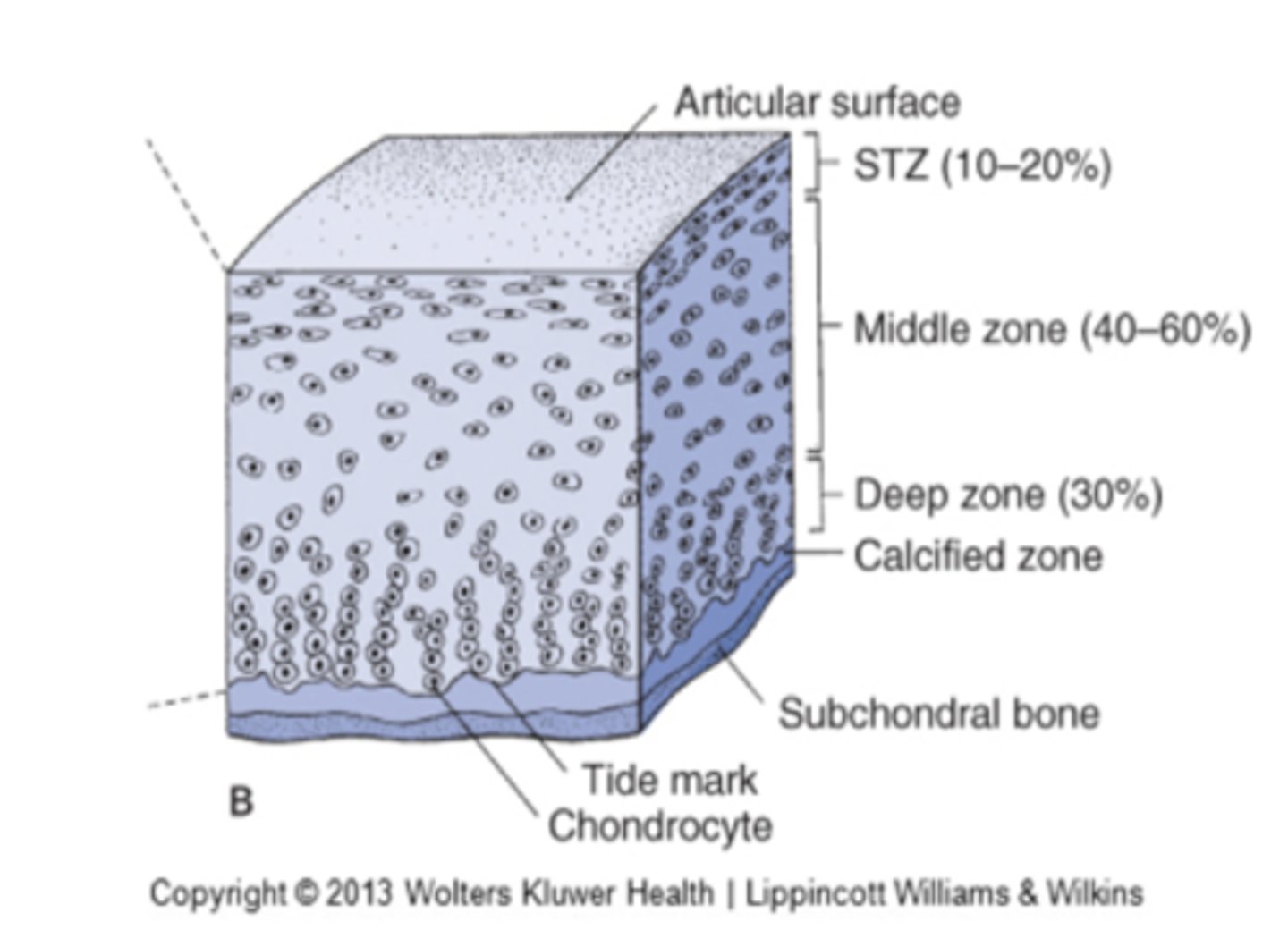 <p>1. Growth factors</p><p>2. Mechanical loads</p><p>3. Hydrostatic pressures</p>