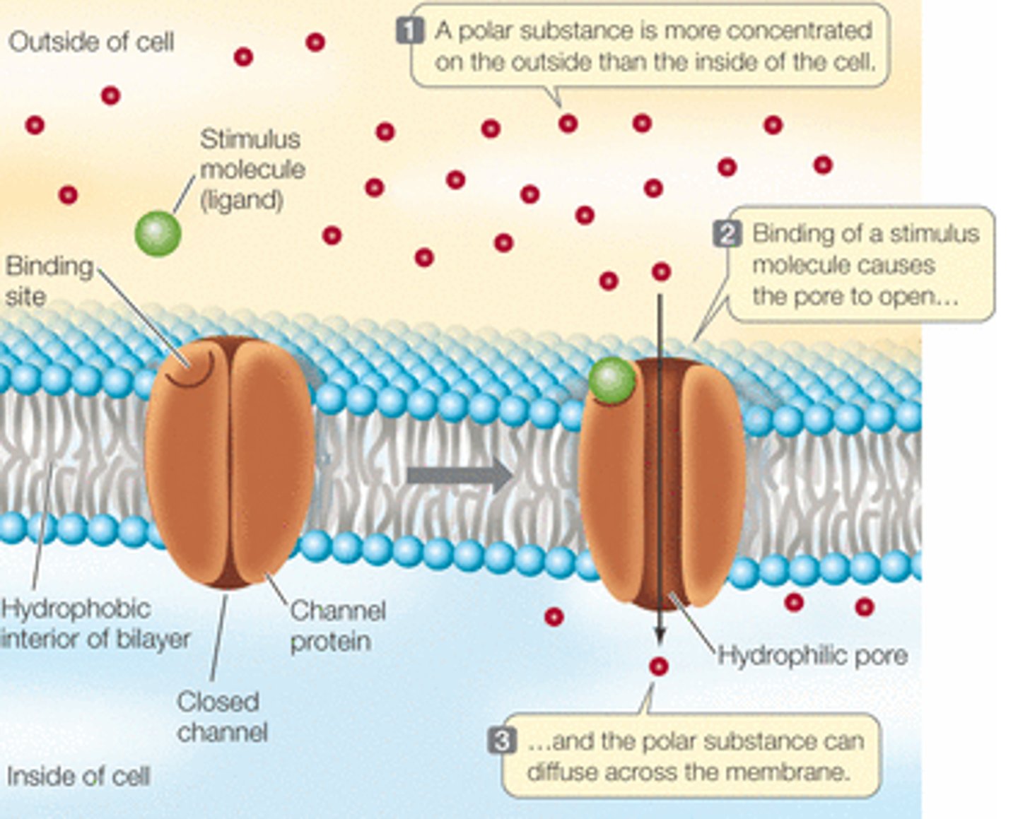 <p>no, they require transport proteins</p>