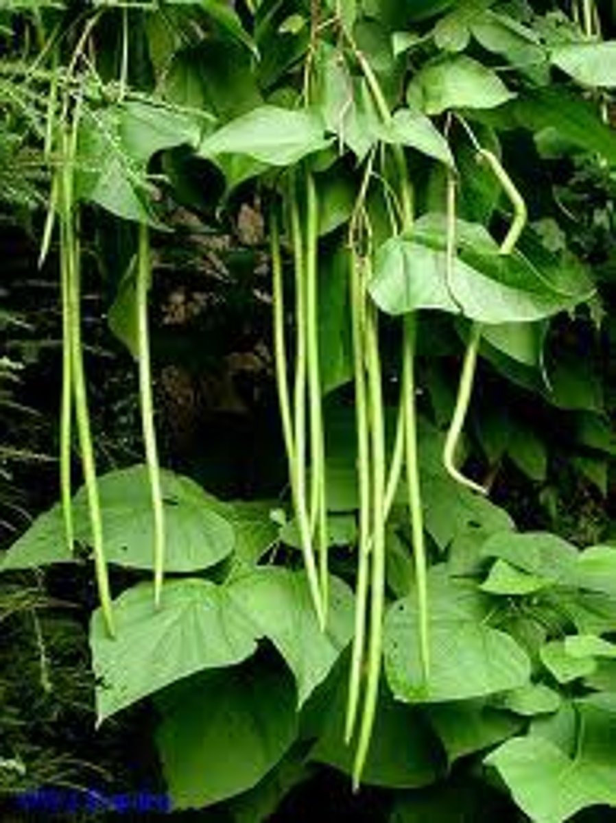 <p>northern catalpa</p>