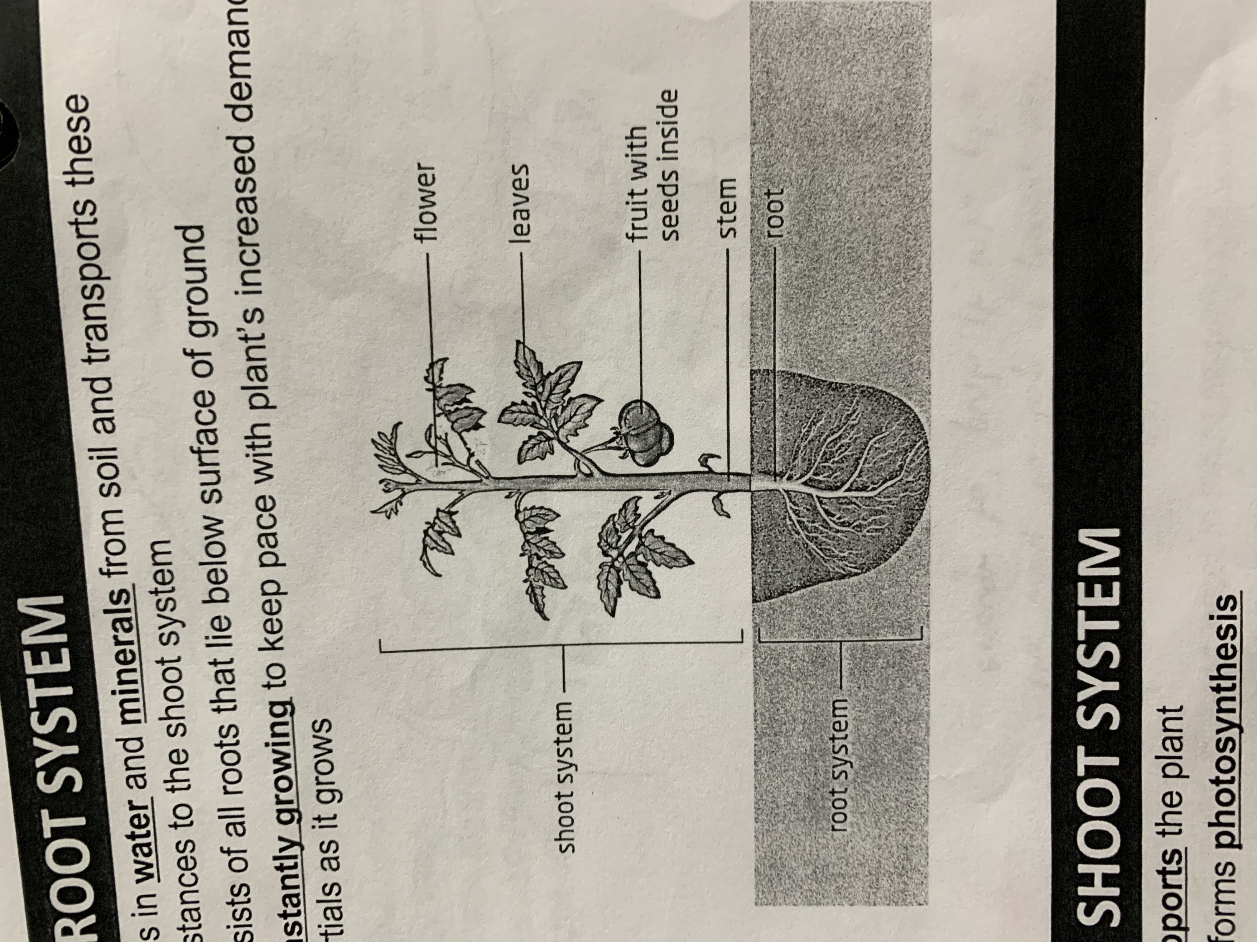 knowt flashcard image