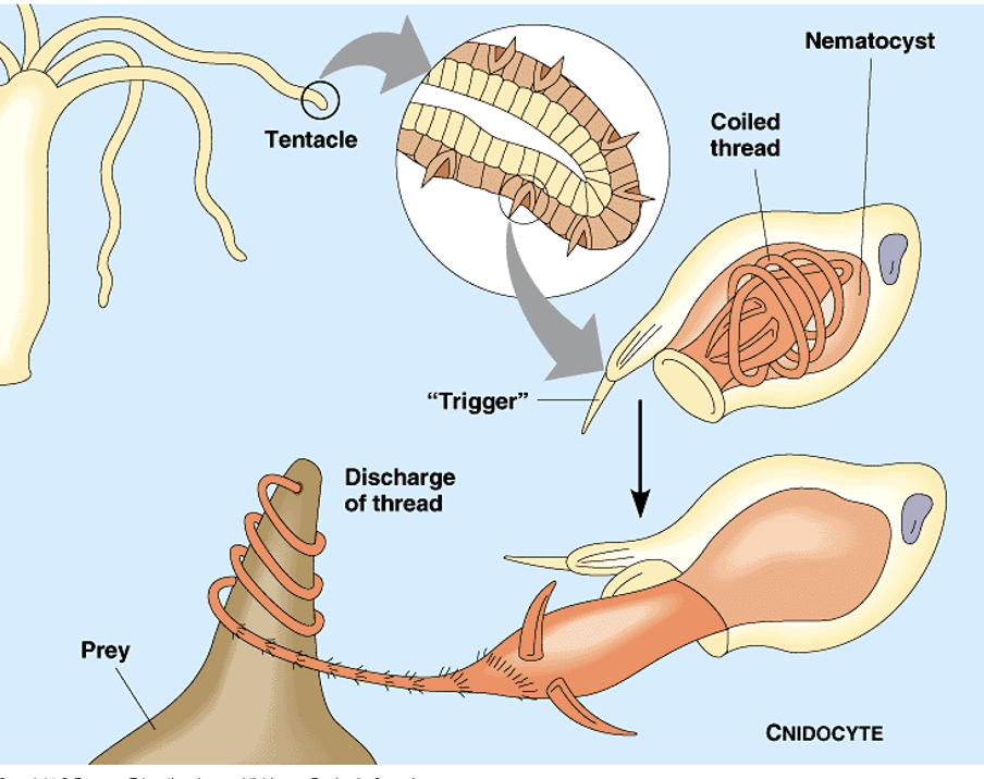 <p>They use cnidocytes with specialized stinging cells called nematocysts.</p>