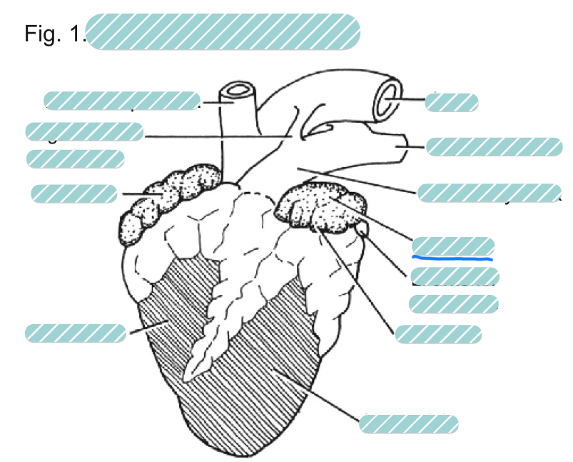 <p>What is the underlined label?</p>