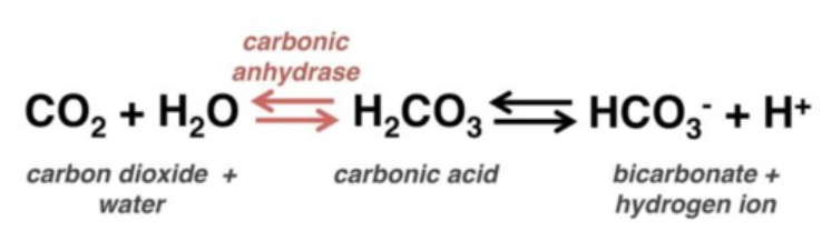 <p>If the blood pH is too acidic, do we want to RETAIN carbon dioxide or EXPEL it?</p>