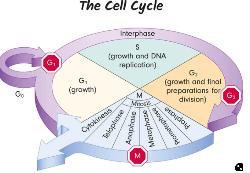 <p>interphase and mitosis</p>