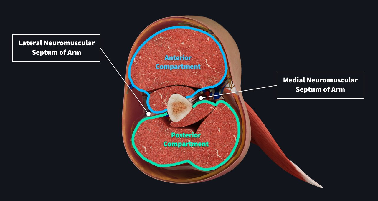<p>Draw out the cross section of the brachium. Whats in the posterior? Whats in the anteiror? what do they innervate? what are the major nerves and arteries</p>