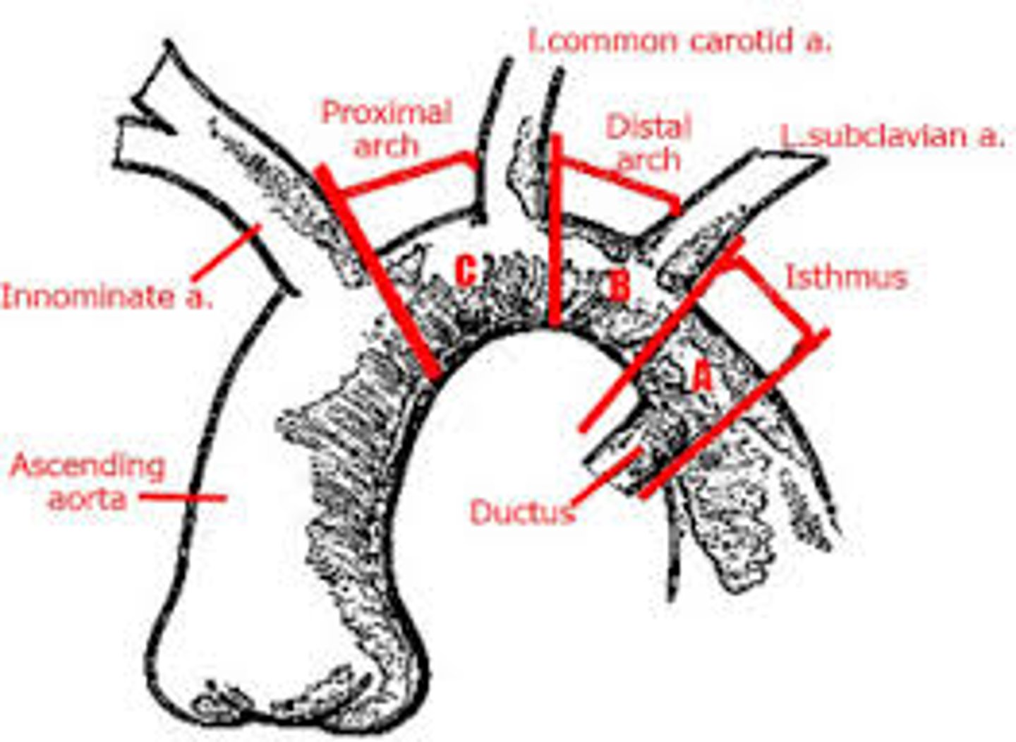 <p>Most common is type B</p>