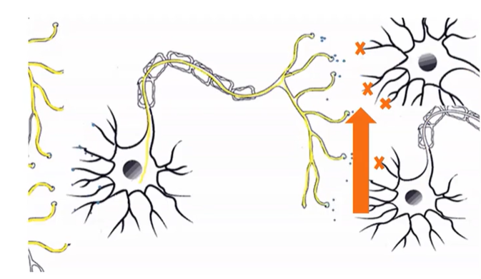 <p>-Inhibit neurotransmitters</p><p>-Often binds to receptors but doesn’t stimulate it (slows the neurotransmitter)</p><p>-Blocks neurotransmitters from being released by a terminal or from binding to the receptor site</p>