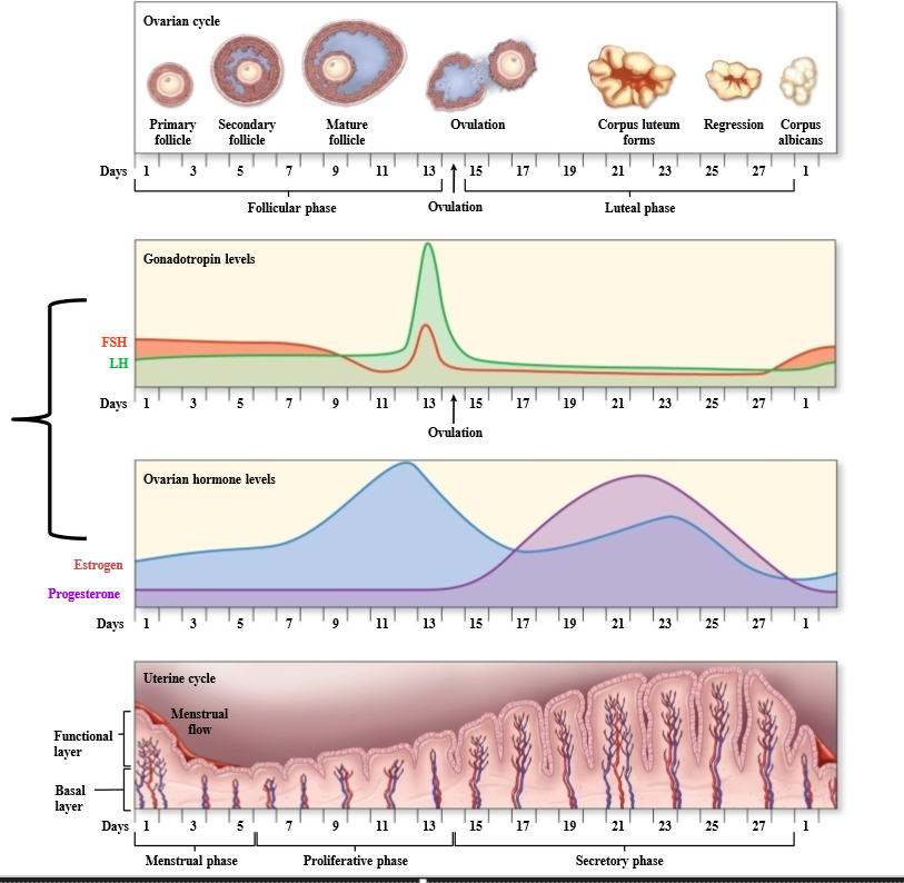 <p>Luteal phase</p>
