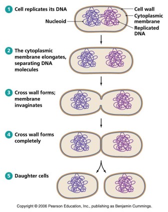 <p>Metabolically active, living form cells (bacteria/fungi) as opposed to dormant endospores.  They consume nutrients, produce toxins, and divide asexually. They are susceptible to environmental stress but crucial for maintaining and expanding the organisms body</p>