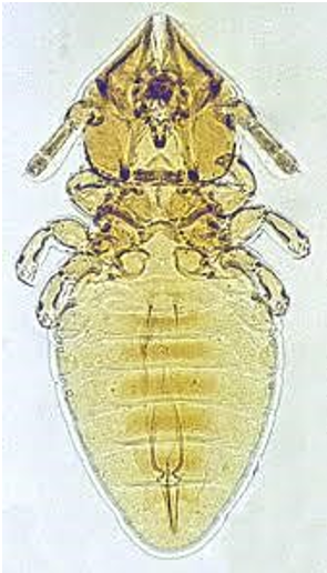 <p>What is Felicola subrostratus known to infest?</p>
