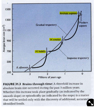 <p>Homo brain size follows a <strong>step-wise gradual trajectory</strong>:</p>