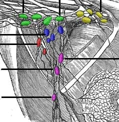 <p>This is a picture of the Axillary Lymph nodes. What are the green ones specifically</p>