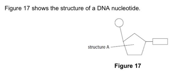 <p>Label structure A.</p>