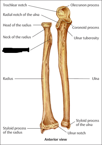 <p>radial tuberosity</p>