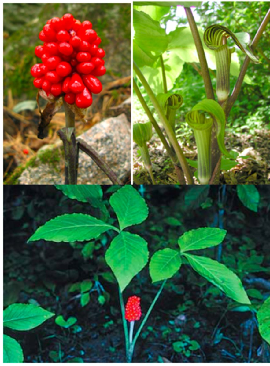 <p>Jack in the pulpit</p>