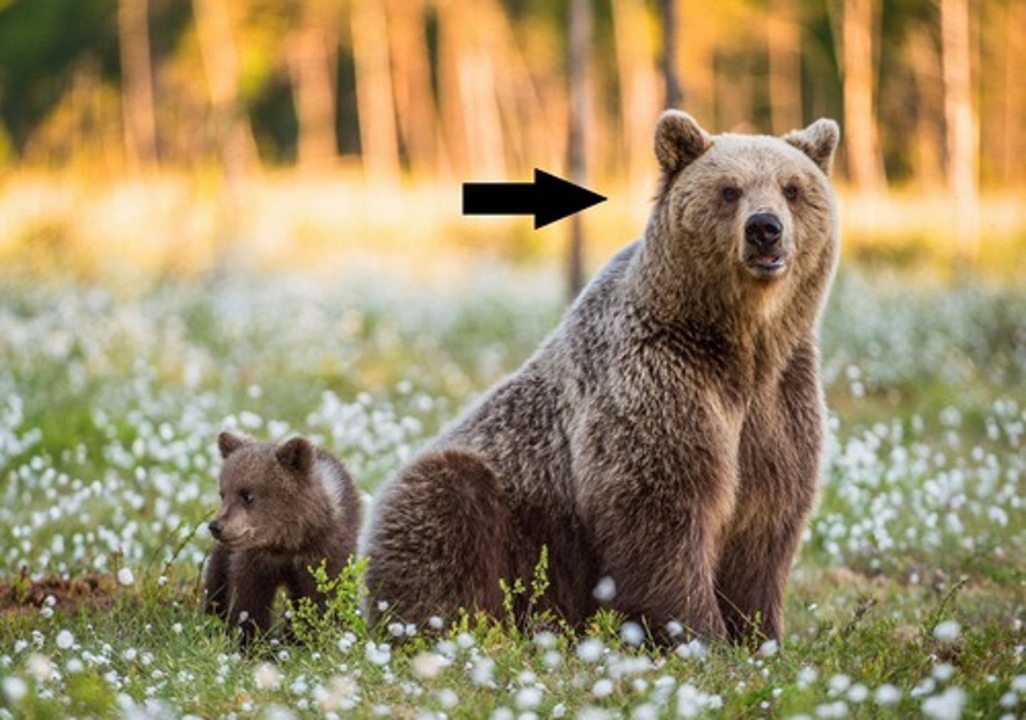 <p>bear (f)</p>